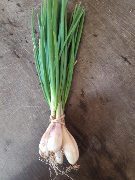 Echalions bio - botte