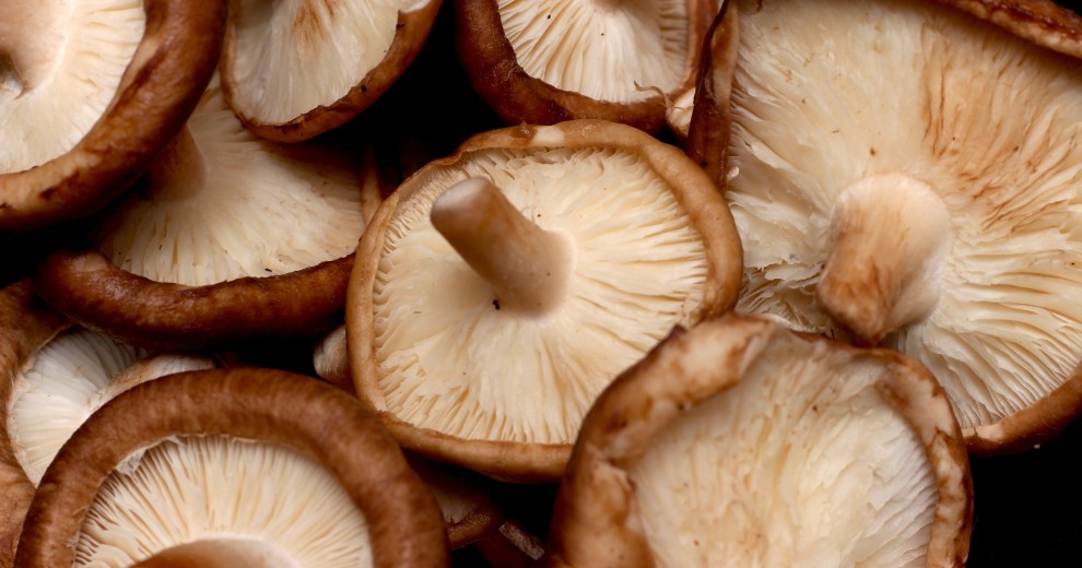 Champignon shiitaké - Bio - Kg