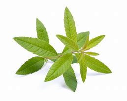 Verveine - Bio - Botte