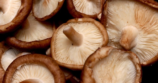 Champignon shiitaké - Bio - Kg
